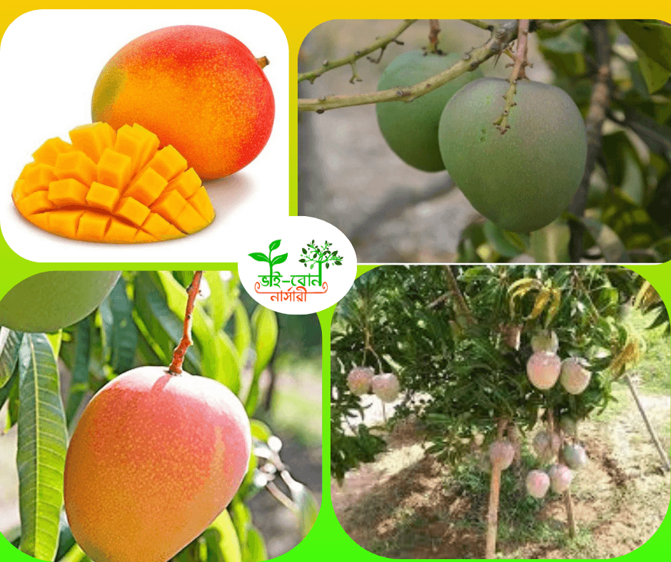 অস্ট্রেলিয়ান R2E2 আম মাতৃ কলম চারা/Austrelian R2E2 Mango