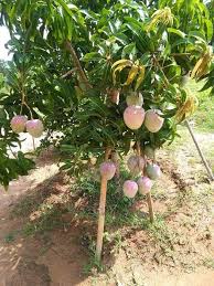 অস্ট্রেলিয়ান R2E2 আম মাতৃ কলম চারা/Austrelian R2E2 Mango - Image 2