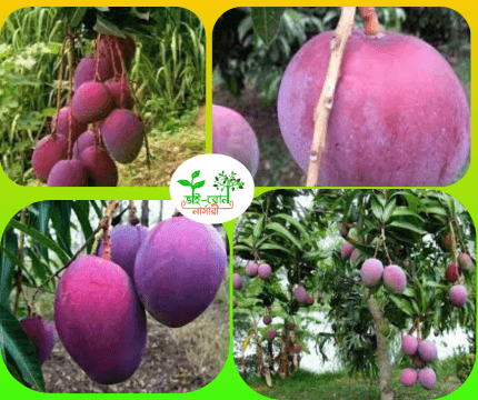 আমেরিকান রেড পালমার আম মাতৃকলম চারা /American Red palmer Grafting Plant