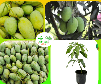 আমরুপালি আম মাতৃকলম চারা/ Amrupali Mango Grafting Plant