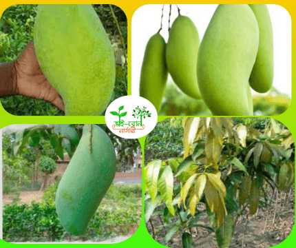 ইন্দোনেসিয়ান ব্রুনাই কিং আম মাতৃকলম চারা/ Indonesian Brunai King Grafting Plant