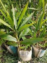 এলাচ/Elach - Image 2