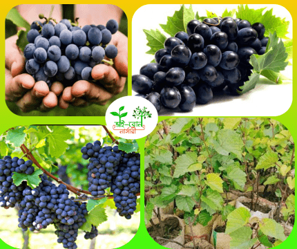 কালো আঙ্গুর মাতৃকলম চারা/ Black Grapes Grafting Plant