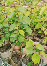 ব্লাক ম্যজিক আঙ্গুর   মাতৃকলম চারা/ Black magic Grapes Grafting Plant - Image 2