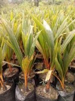 কেরালা নারিকেল / Kerala Coconut - Image 2