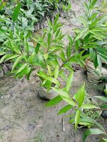 গোলাপজাম মাতৃ কলম চারা / Rose-apple Plant - Image 2