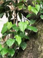 চুইঝাল চারা/Piper chaba - Image 2