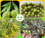জয়তুন মাতৃকলম চারা/ Joytun Grafting Plant