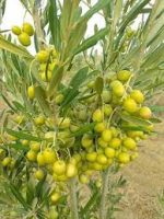 জয়তুন মাতৃকলম চারা/ Joytun Grafting Plant - Image 2