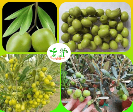 জয়তুন মাতৃকলম চারা/ Joytun Grafting Plant
