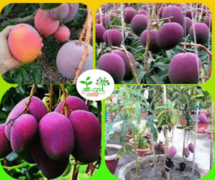 জাপানি মিয়াজাকি আম মাতৃকলম চারা /Japani Miajaki Mango Grafting Plant