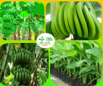 জি ৯ কলা চারা /G-9 Banana