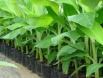 জি ৯ কলা চারা /G-9 Banana - Image 2