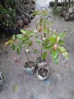 টক জলপাই মাতৃকলম চারা /Olive Motherplant - Image 2