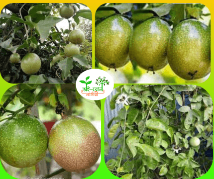 ট্যাংক ফল মাতৃকলম চারা /Tank Fruit Grafting Plant