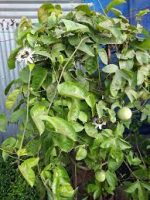 ট্যাংক ফল মাতৃকলম চারা /Tank Fruit Grafting Plant - Image 2
