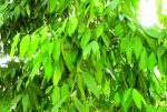 তেজপাতা মাতৃকলম চারা /Tejpata grafting Plant - Image 2