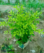 কামিনী ফুল চারা / Orange jessamine Flower Plant - Image 2