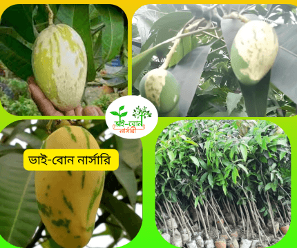 থাই ভেরিকেট আম মাতৃকলম চারা/Thai Veriket mango grafting plant