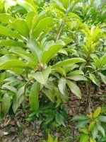 থাই লং সফেদা মাতৃকলম চারা /Thai Long Sofeda - Image 2