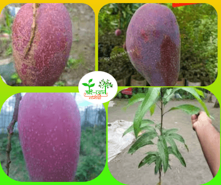 থাইল্যান্ডি কিং অফ চাকাপাত আম মাতৃকলম চারা/Thailand King of Chakapat Grafting Plant