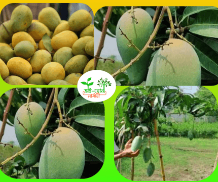থাইল্যান্ডি কিউজাই আম মাতৃকলম চারা/Thailand Qzai Mango Grafting Plant