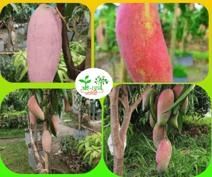 থাইল্যান্ডি চিয়াংমাই আম মাতৃকলম চারা /Thailand Chiang mai Mango Grafting Plant