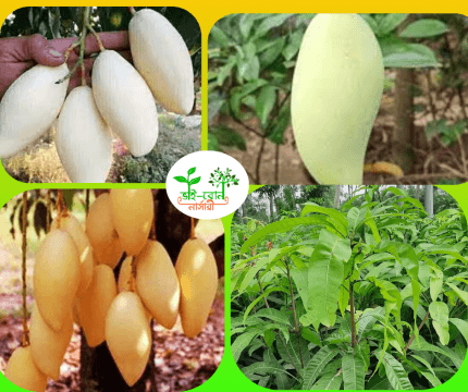থাইল্যান্ডি ডকমাই আম মাতৃকলম চারা/Thailand Dokmai Mango Grafting Plant