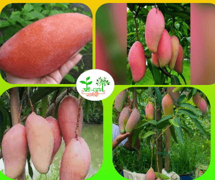 থাইল্যান্ডি রেড আইভেরি আম মাতৃকলম চারা / Thailand Red Aivori Mango Grafting Plant
