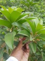 দেশি ছবেদা/Deshi Chobeda - Image 2