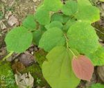 ফলসা মাতৃ কলম চারা/ Falsa - Image 2