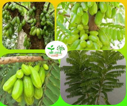 বিলম্ব মাতৃকলম চারা /Cucumber tree Grafting Plant