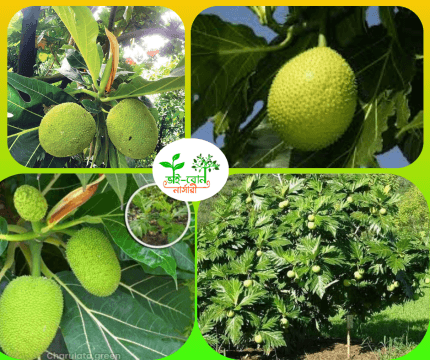 ব্রেড ফ্রূট মাতৃকলম চারা /Bread Fruit grafting Plant