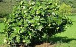 ব্রেড ফ্রূট মাতৃকলম চারা /Bread Fruit grafting Plant - Image 2
