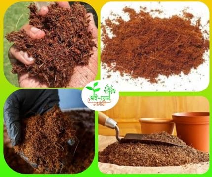 কোকোপিট