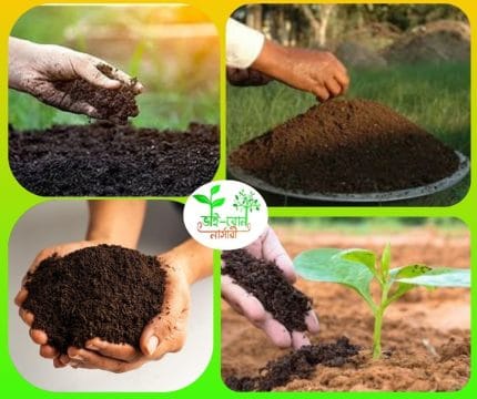ভার্মি কম্পোস্ট সার /Vermicompost