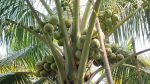 ভিয়েতনামি নারিকেল চারা সিয়াম বুলু /Vietnami Coconut Siam Blue - Image 2