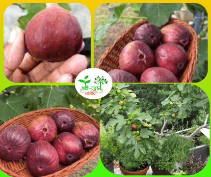 মিশরীয় লাল ডুমুর মাতৃকলম চারা/ Moraceae Grafting Plant