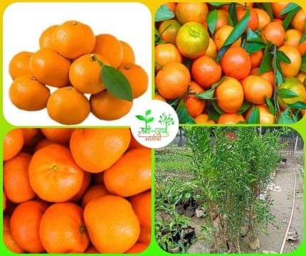 ম্যান্ডারিন কমলা মাতৃকলম চারা/ Mandarin Orange
