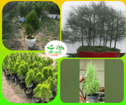 লন্ডন ঝাউ /London Jhau