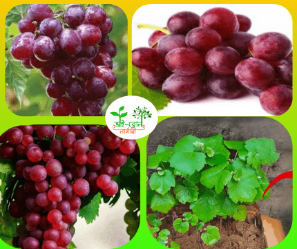 লাল আঙ্গুর মাতৃকলম চারা /Red Grapes Grafting Plant