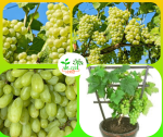 অস্ট্রেলিয়ান সাদা আঙ্গুর মাতৃকলম চারা/Austrelian White Grapes Grafting plant