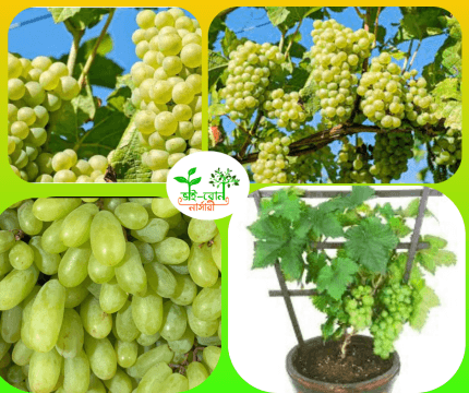 সাদা আঙ্গুর মাতৃকলম চারা/White Grapes Grafting plant