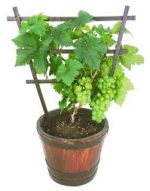 অস্ট্রেলিয়ান সাদা আঙ্গুর মাতৃকলম চারা/Austrelian White Grapes Grafting plant - Image 2