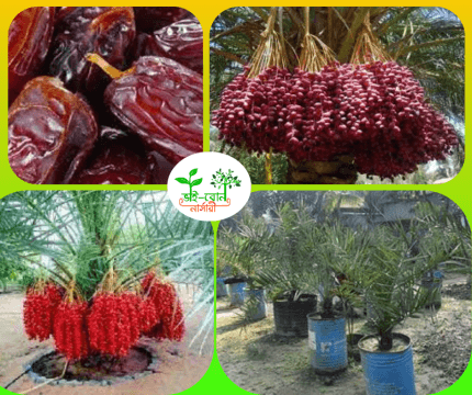 সৌদি খেজুর মাতৃকলম চারা /Saudi date plant