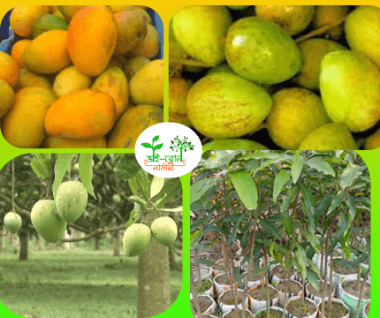 হারিভাঙ্গা আম মাতৃকলম চারা/ Harivanga Mango grafting Plant