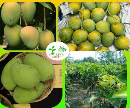 হিমসাগর মাতৃকলম চারা /Himsagar Grafting Plant