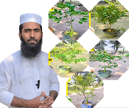 ৫ টি ঝোপালো মাতৃগাছ