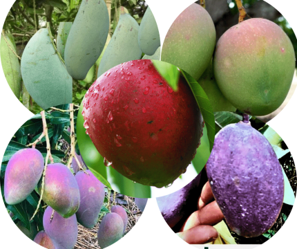 ৫ টি বিদেশি আম গাছের প্যাকেজ ।