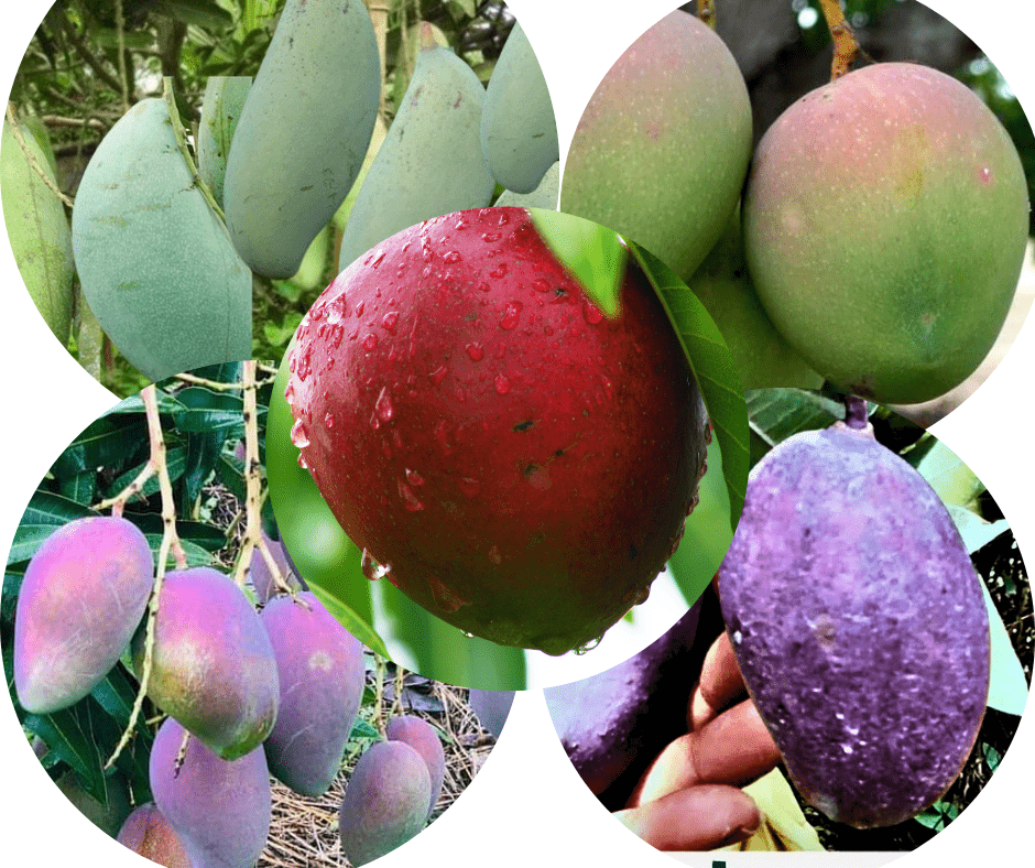 ৫ টি বিদেশি আম গাছের প্যাকেজ ।